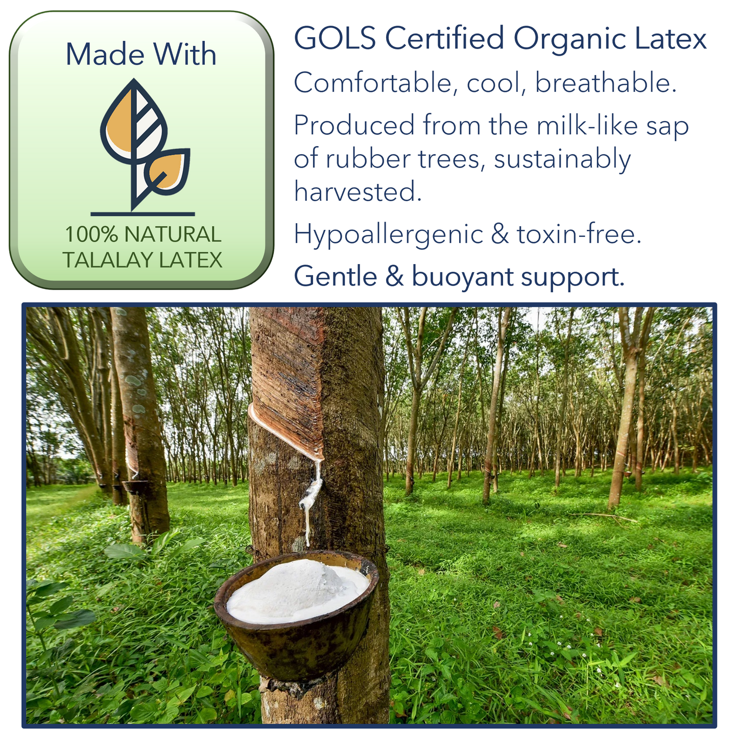 Picture of a rubber tree and the sap that is turned into Latex Foam. GOLS certified organic latex. Comfortable, cool, breathable. Produced from the milk-like sap of rubber trees, sustainably harvested. Hypoallergenic and toxin-free. Gentle and buoyant support.