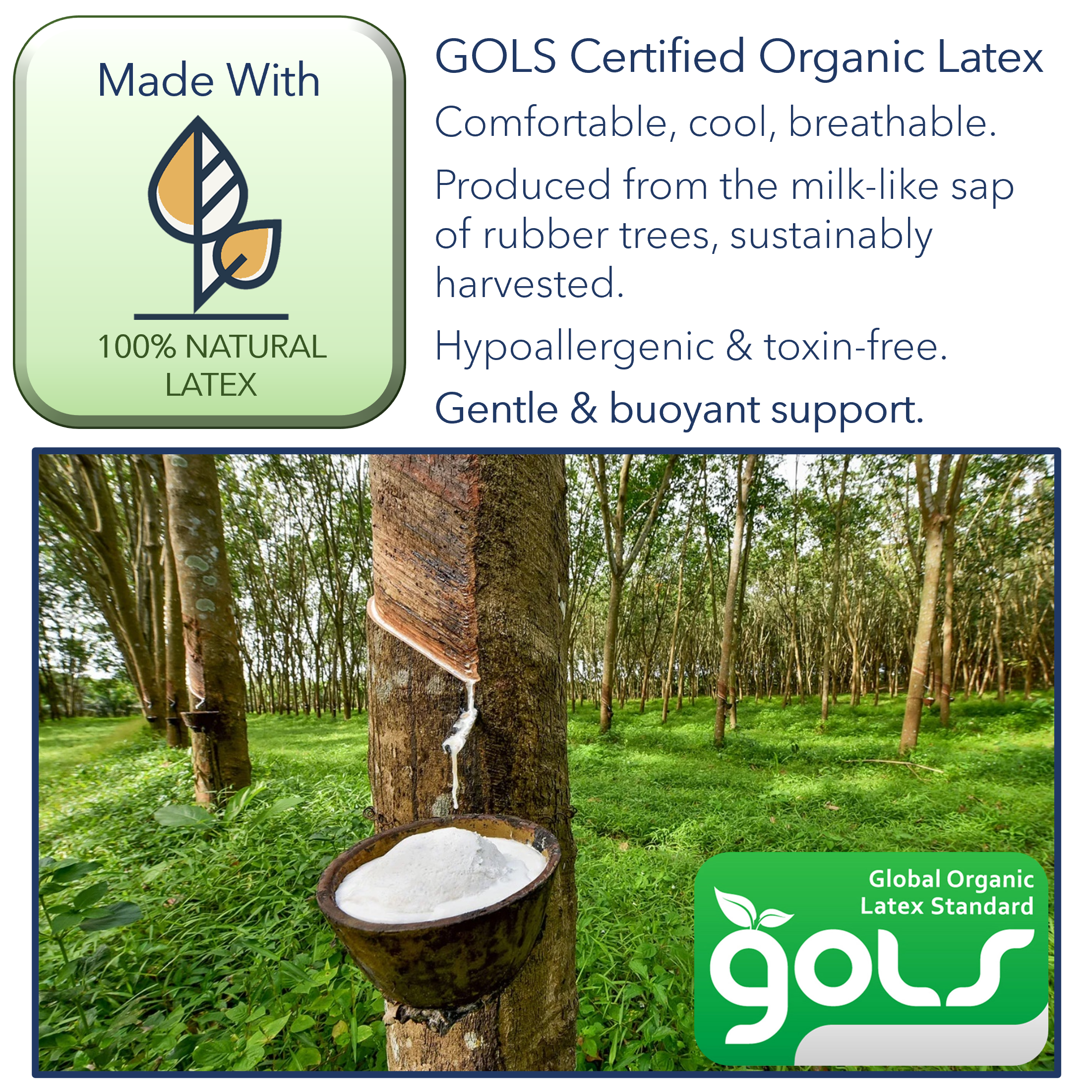 A picture showing that the latex foam used is GOLS Certified Organic Latex, stating that it is, "comfortable, cool, breathable. Produced from the milk-like sap of rubber trees, sustainably harvested. Hypoallergenic & toxin-free. Gentle and buoyant support." 